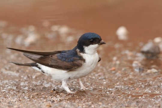 Eine Mehlschwalbe am Boden sitzend | © Rosl Roessner