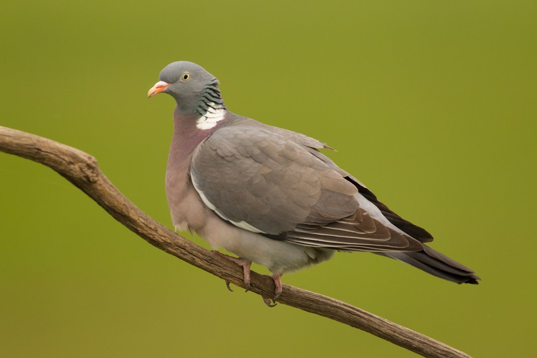Eine Ringeltaube sitzt auf einem Ast | © Rosl Roessner