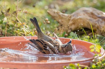 Haussperling badet in flacher Wasserschale | © Ralph Sturm