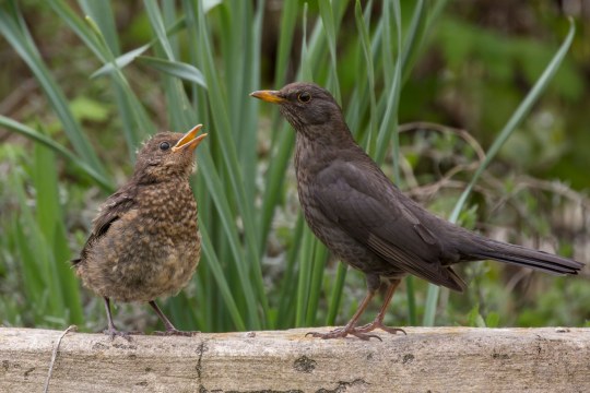 Amselnachwuchs | © Ralph Sturm
