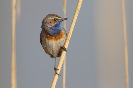 35467_Blaukehlchen_---Masur-Stefan_LBV-Bildarchiv Blaukehlchen | © Stefan Masur