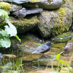 Stare an der Wasserstelle | © Richard Straub