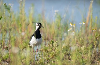 Kiebitz in einer Wiese | © Josef Baumgartner