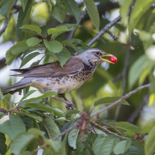 Wacholderdrossel | © Ralph Sturm