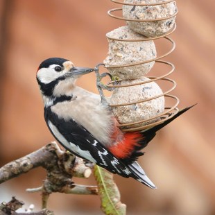 Buntspecht | © Markus Brindl