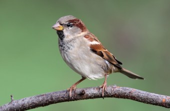 Ein männlicher Haussperling sitzt auf einem dünnen Ast | © Frank Derer