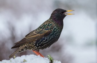 Ein Star sitzt auf einem verschneiten Nadelbaum | © Andreas Giessler