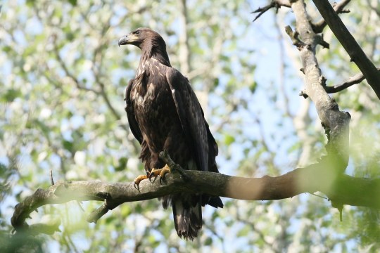 Seeadler | © Z. Tunka