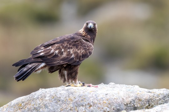 Steinadler auf einem Stein | © Gunther Zieger