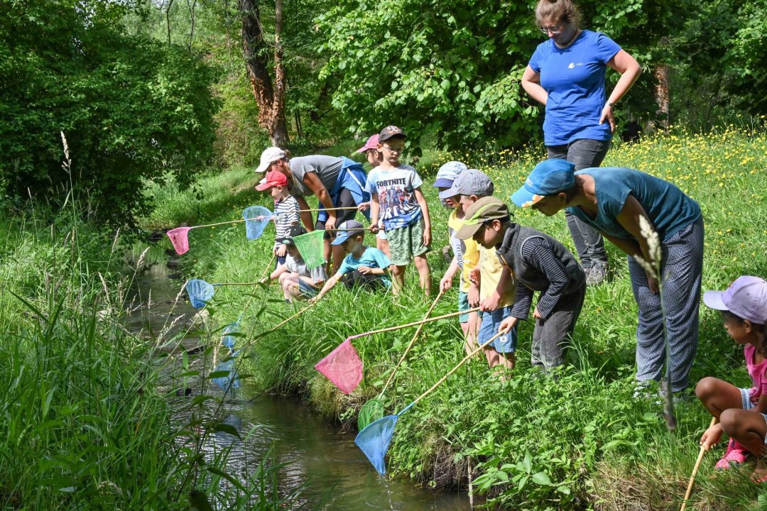 Neun Kinder keschern in Begleitung von drei Erwachsenen an einem kleinen Bach im Grünen. | © Tobias Tschapka