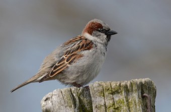 Haussperling | © Herbert Henderkes