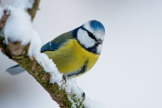 Blaumeise im Winter | © Andreas Giessler