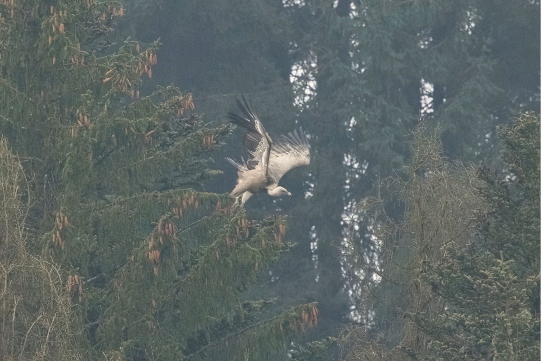 Gänsegeier hebt zum Flug ab | © Stefan Böhm