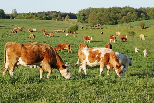 Kühe auf einer Weide. | © Adobe.Stock