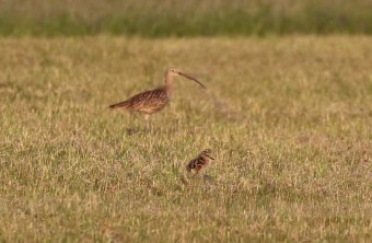 Erwachsener Großer Brachvogel mit Küken | © Wolfgang Nerb