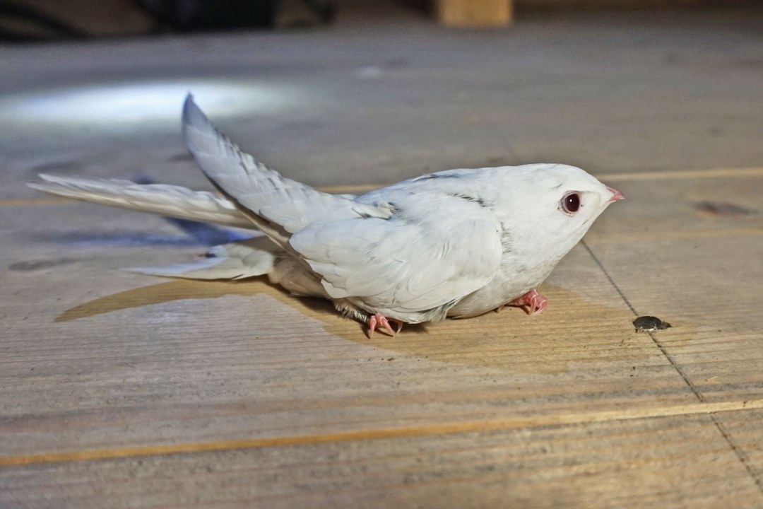 Junger Albino-Mauersegler auf dem Boden | © S. Dölfel