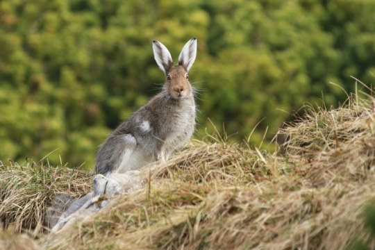Alpenschneehase | © H. Schwaiger