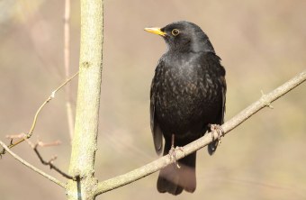 Amsel auf einem Ast | © Carl-Peter Herbolzheimer
