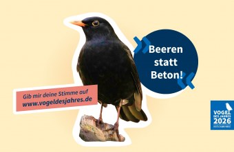Eine Amsel wird von LBV für die Kampagne "Beeren statt Beton!" als Vogel des Jahres präsentiert.