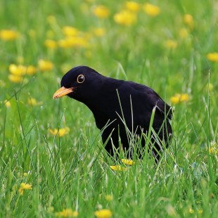 Amsel im Gras | © Michael Vogl