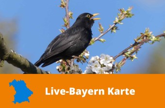 Amsel | © Maria Bauer