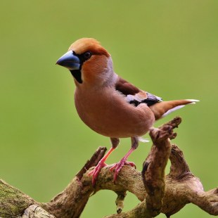 Kernbeißer auf einem abgestorbenen Ast vor einem grünen Hintergrund | © Anton Kratzer