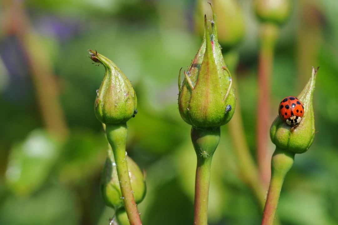 Asiatischer_Marienkaefer | ©  Dr. Eberhard Pfeuffer