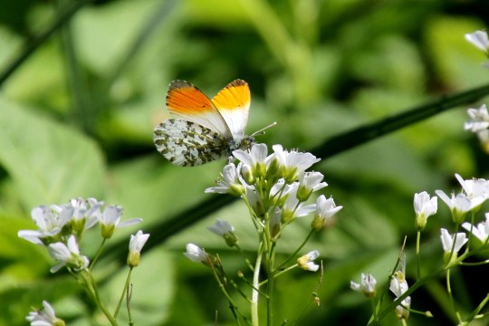 Der Aurorafalter ist unten weiß und oben orange mit einer schwarzen Bänderung an den Oberseiten seiner Flügel | © Lydia Geisenberger