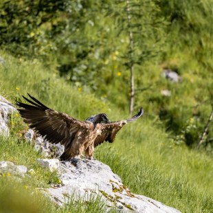 Bartgeier Bavarias erster Rastplatz in Freiheit  | © Richard Straub