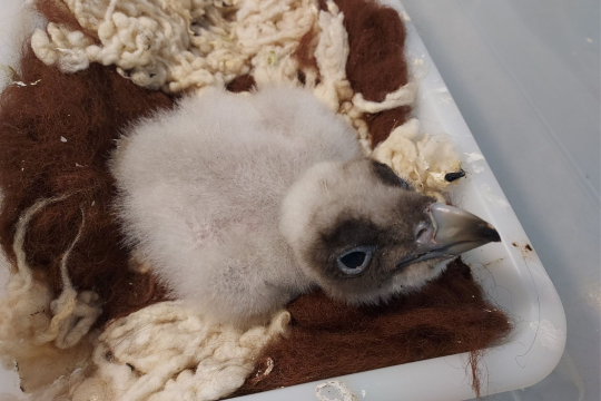 Bartgeier Küken | © P. Rodriguez