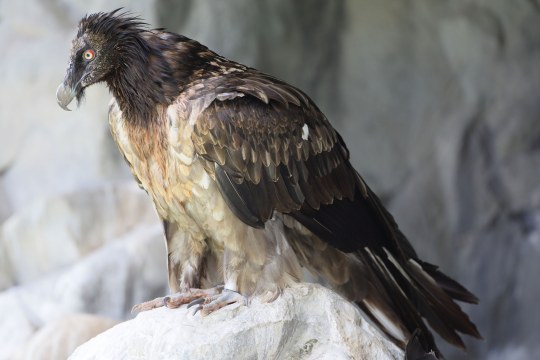 Bartgeierjungvogel | © Hans-Joachim Fünfstück