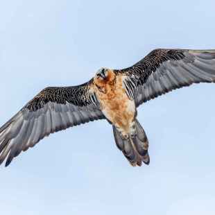 Bartgeier im Flug | © Hansruedi Weyrich