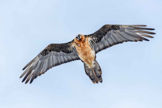 Bartgeier im Flug | © Hansruedi Weyrich