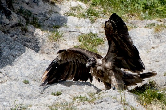 Bartgeier Nepomuk in der Nische setzt zum Flügelschlag an | © Richard Straub