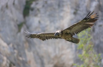 Sisi übt das Fliegen | © Urs Leuthaeusser, LBV