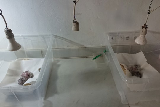 Zwei frisch geschlüpfte Bartgeier unter einer Wärmelampe in einer Plastikbox | © Toni Wegscheider