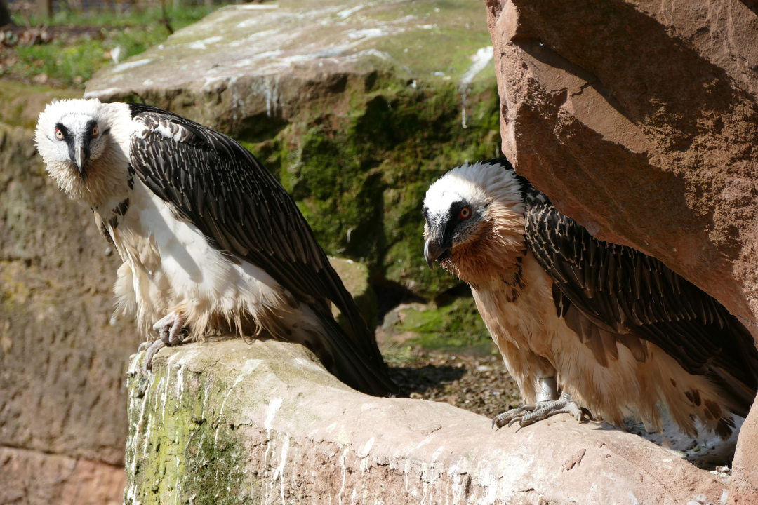 Bartgeierpaar Nest | © Jörg Beckmann