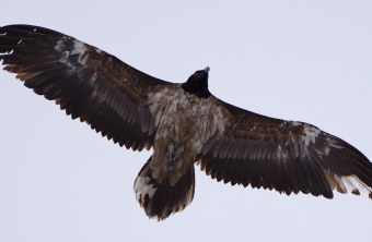 Bavaria im Januar 2023 | © Sebastian Reith