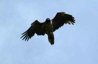Bavaria im Juli 22 |  © Rupp Porti