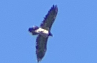 Bavaria im Juni 2024 am Funtenseetauern | © Lorenz Kerler