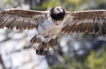 Bavaria im März 2024 | © Daniel Schwab