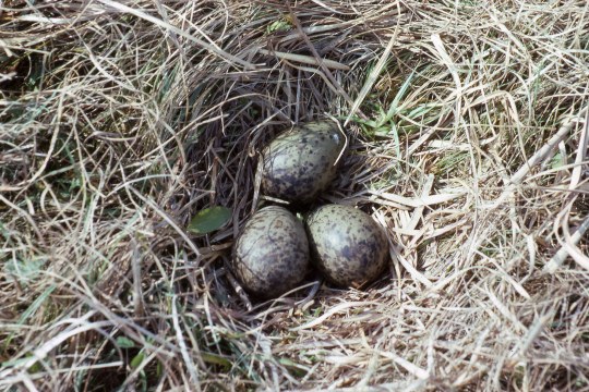 Gelege einer Bekassine, bestehend aus drei grünlichen Eiern, die dunkel gesprenkelt sind. Sie liegen auf einer Wiese mit Stroh | © Hans-Joachim Fünfstück