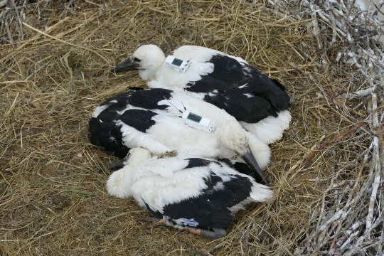 Besenderte Jungstörche | © D. Bornemann