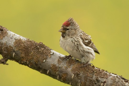 Birkenzeisig Weibchen | © Rosl Roessner