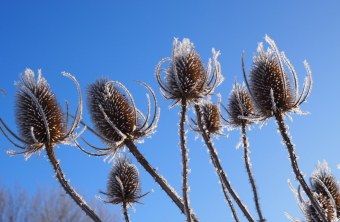 Blühfläche im Winter 9 | © Franziska Wenger