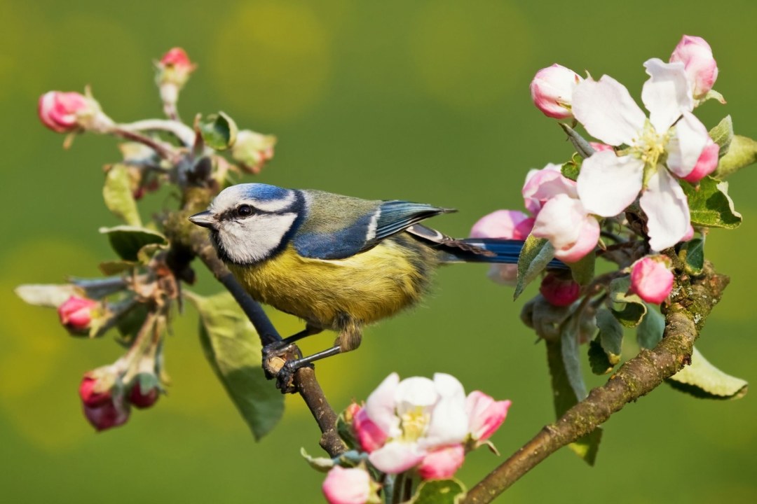 Baumeise auf Obstbaum | © Andreas Giessler