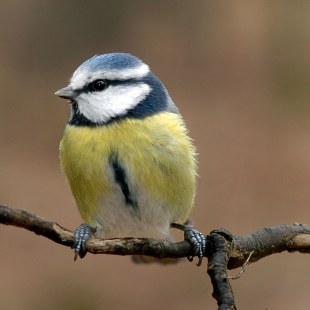 Blaumeise auf einem dünnen Zweig sitzend | © Willi Kroll