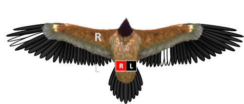 Bleichmuster Bartgeier Generl