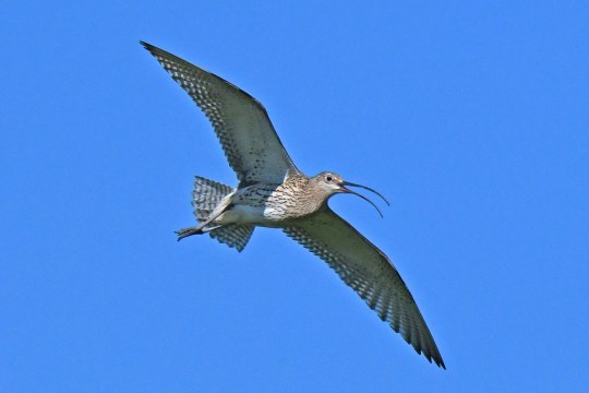 Brachvogel fliegend | © Andreas von Lindeiner