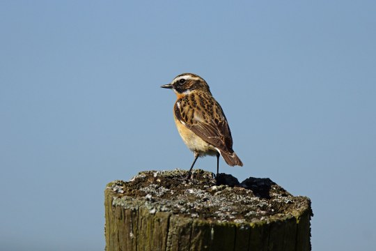 Braunkehlchen auf einem Stamm | © Helmut Wopperer